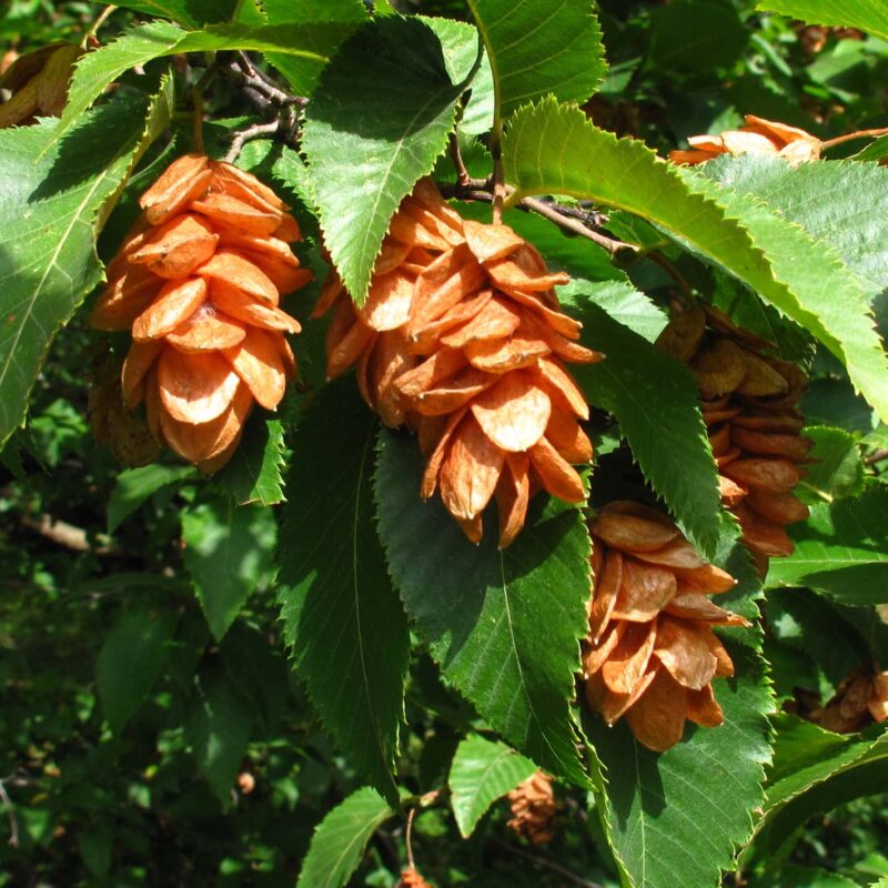 Ostrya carpinifolia