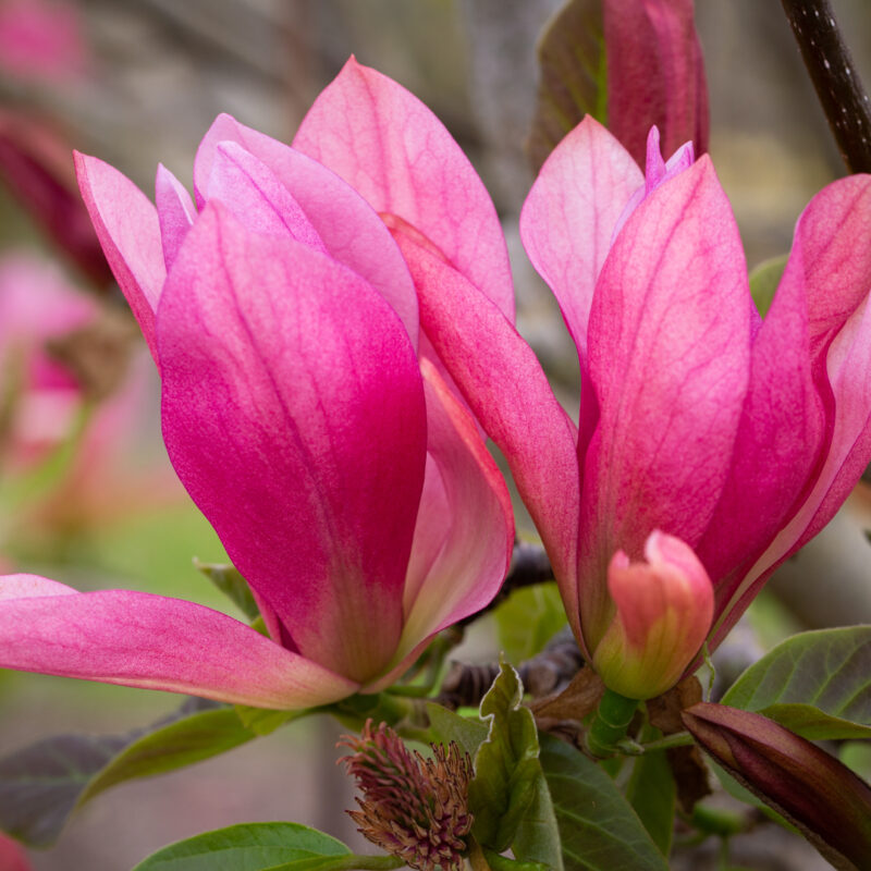 Magnolia 'Daybreak'