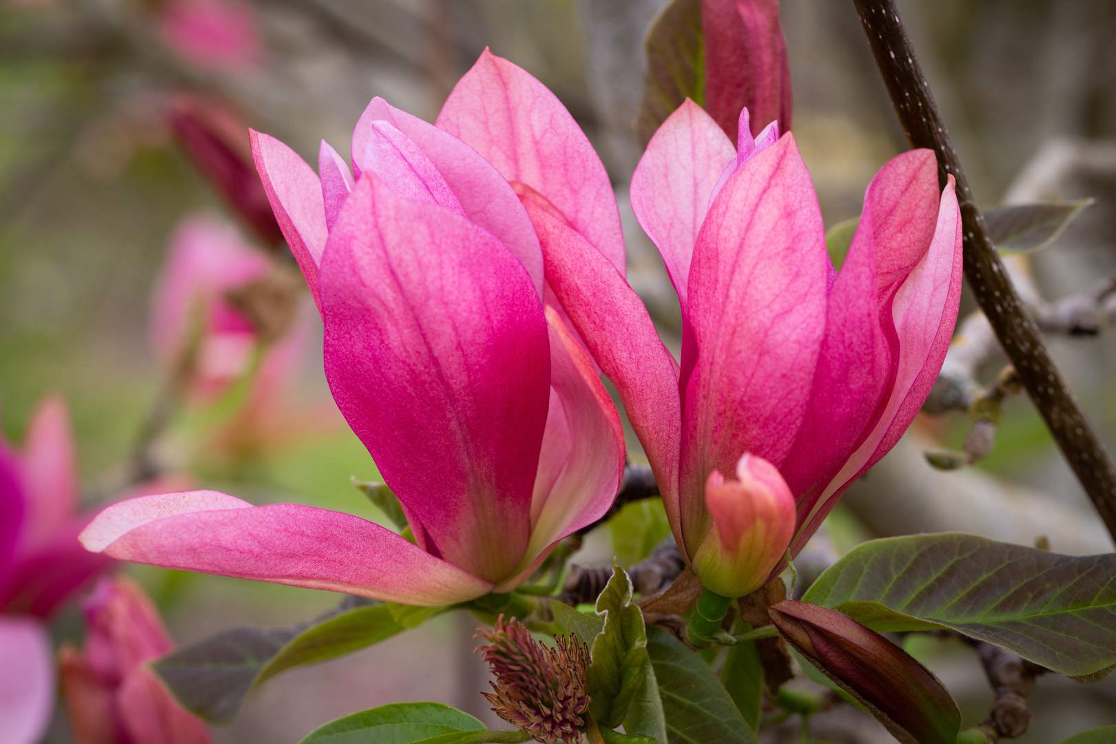 Magnolia 'Judy Zuk' | Frank P Matthews | Ornamental Tree