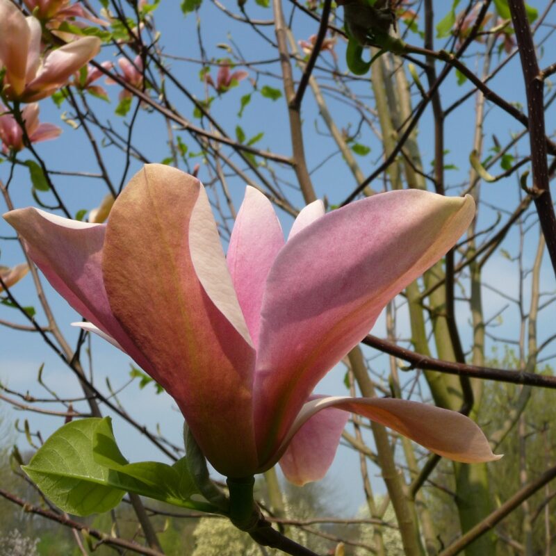 Magnolia 'Peachy'