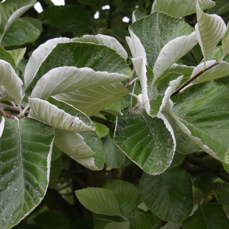 Sorbus 'John Mitchell'