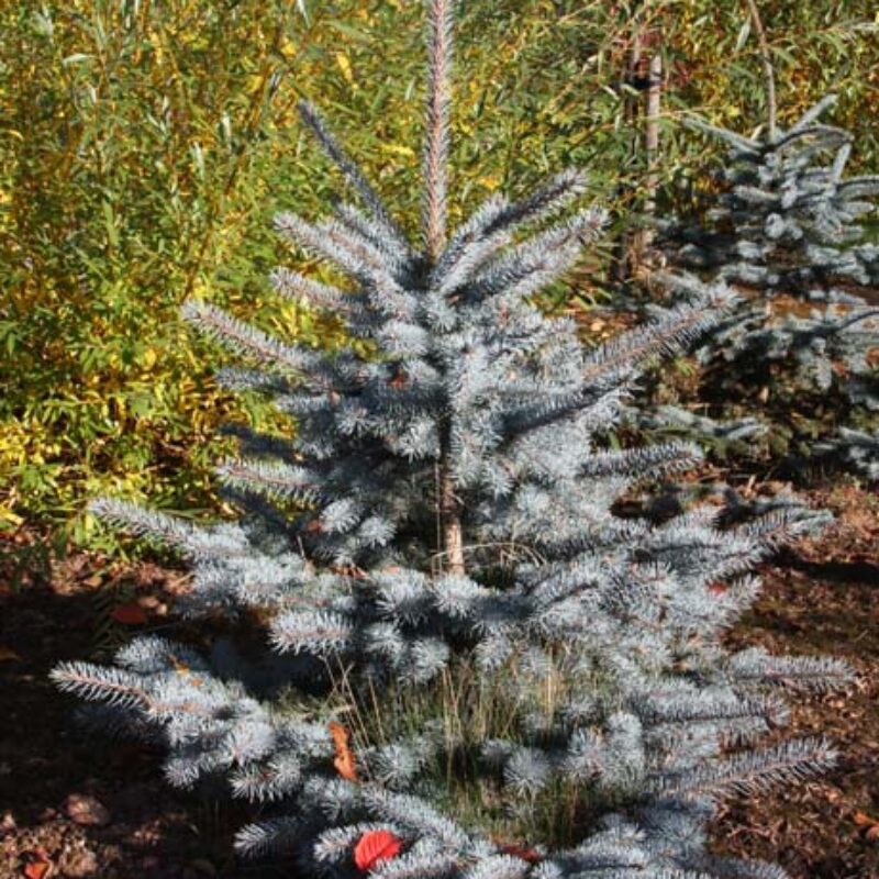 Picea pungens 'Edith' Matthews