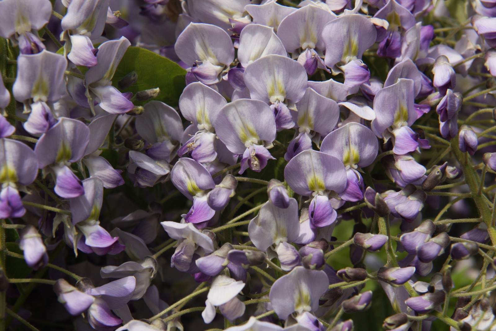 Wisteria brachybotrys 'Shiro Beni' | Silky Wisteria | Ornamental Trees |  Frank P Matthews