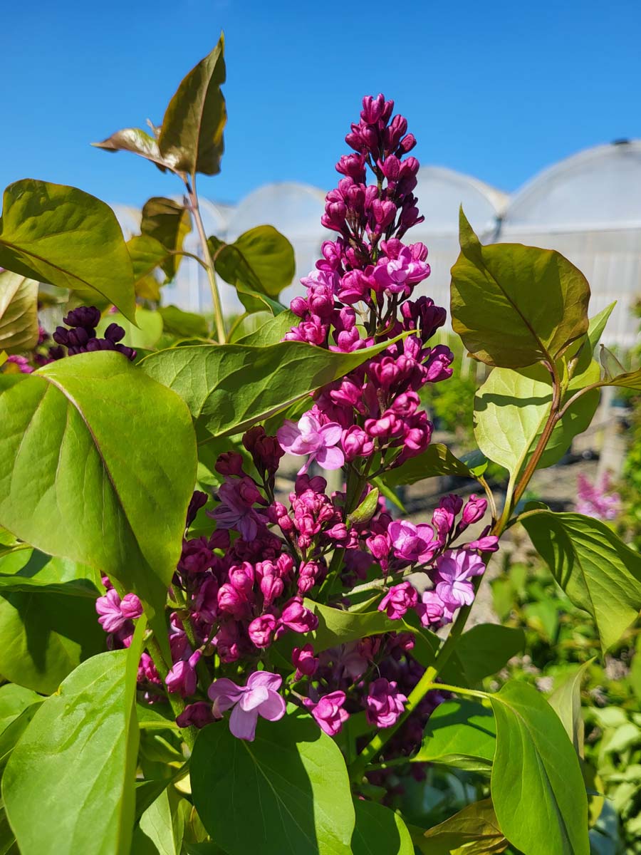 Syringa vulgaris 'Prince Wolkonsky'