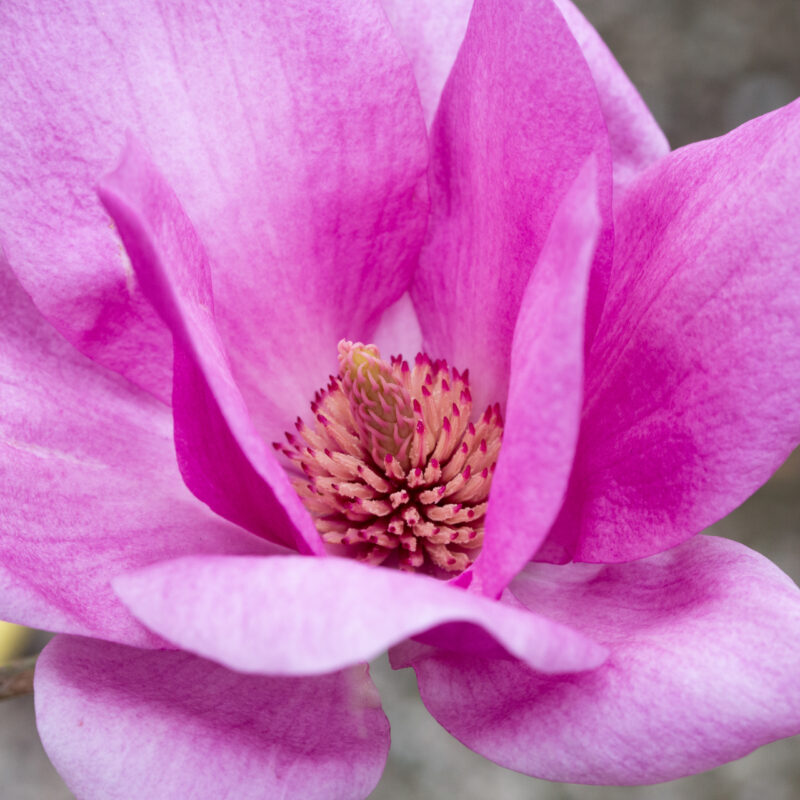 Magnolia 'Cleopatra'