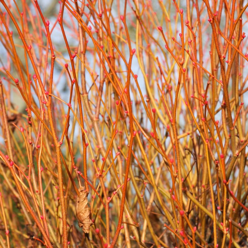 Tilia x europaea 'Golden Sunset'®