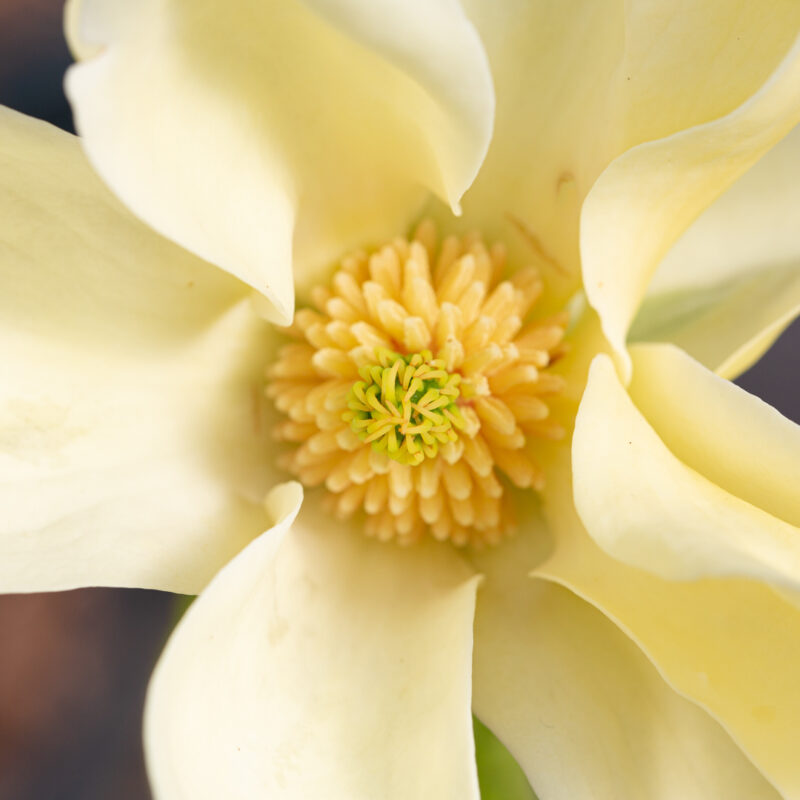 Magnolia 'Lois'