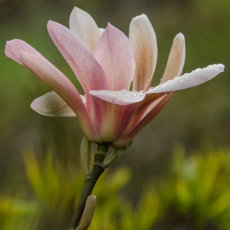 Magnolia 'Coral Lake'