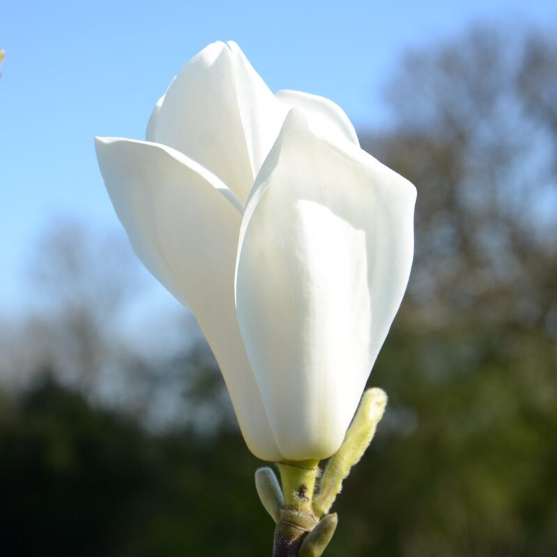 Magnolia 'Elisa Odenwald'