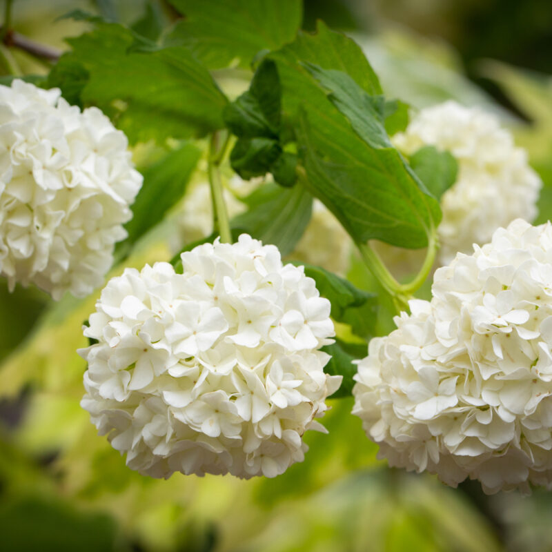 Viburnum opulus ‘Roseum’