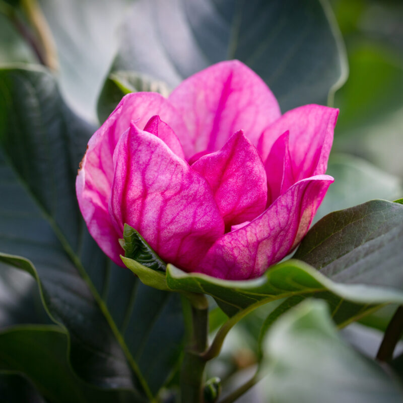 Magnolia 'Watermelon'