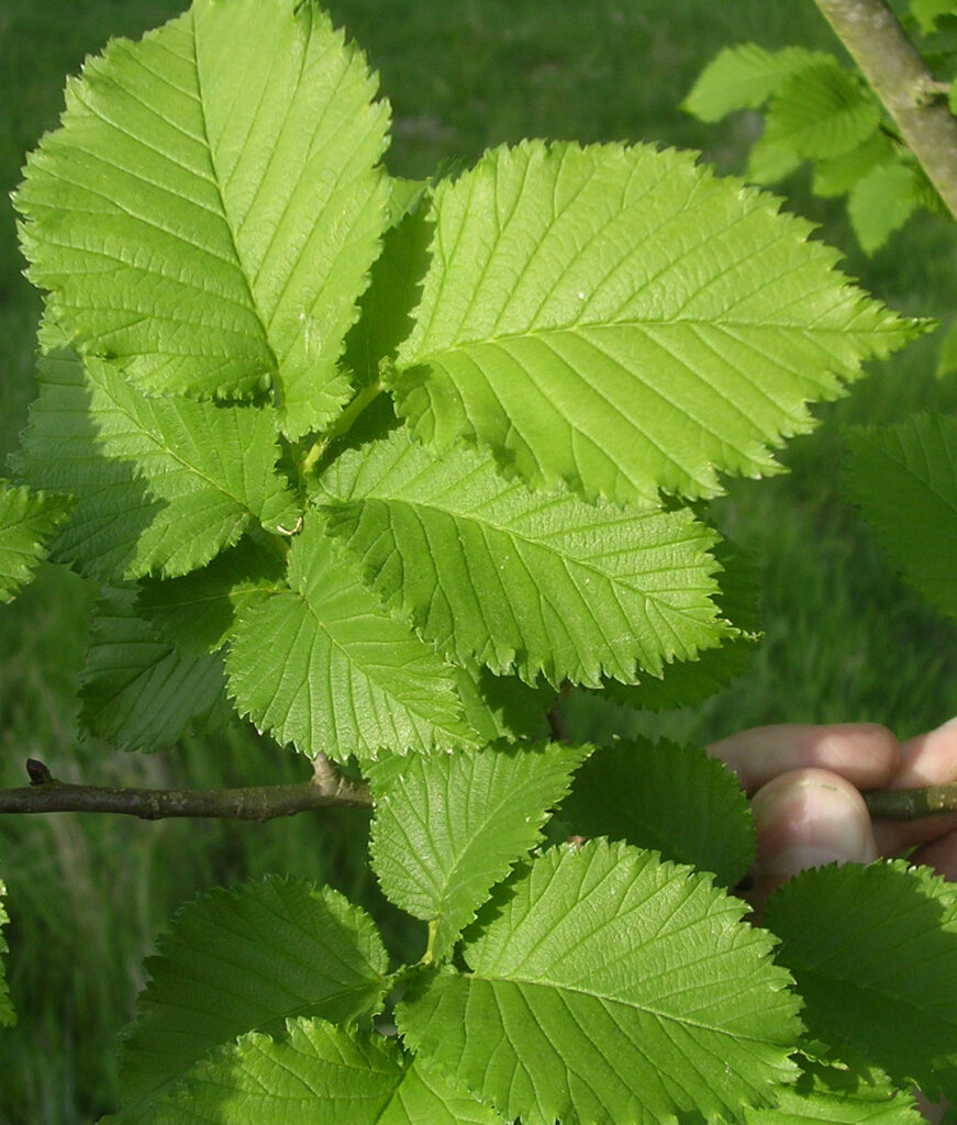 Dutch Elm Disease resistant trees