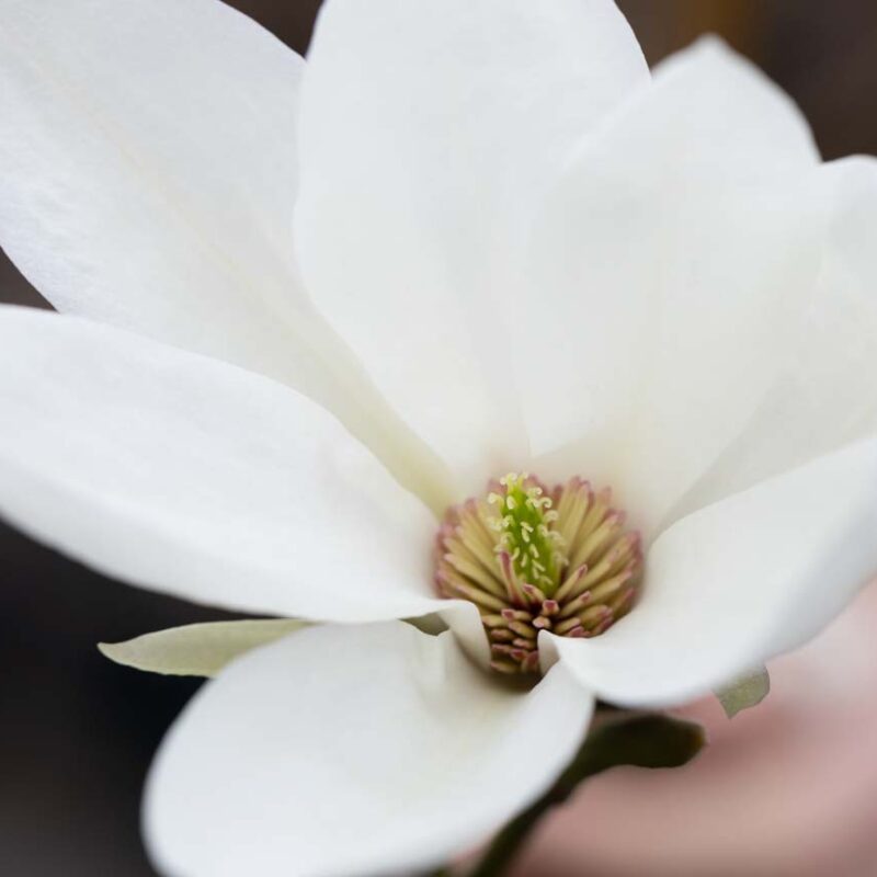 Magnolia 'Mount Hakkoda'