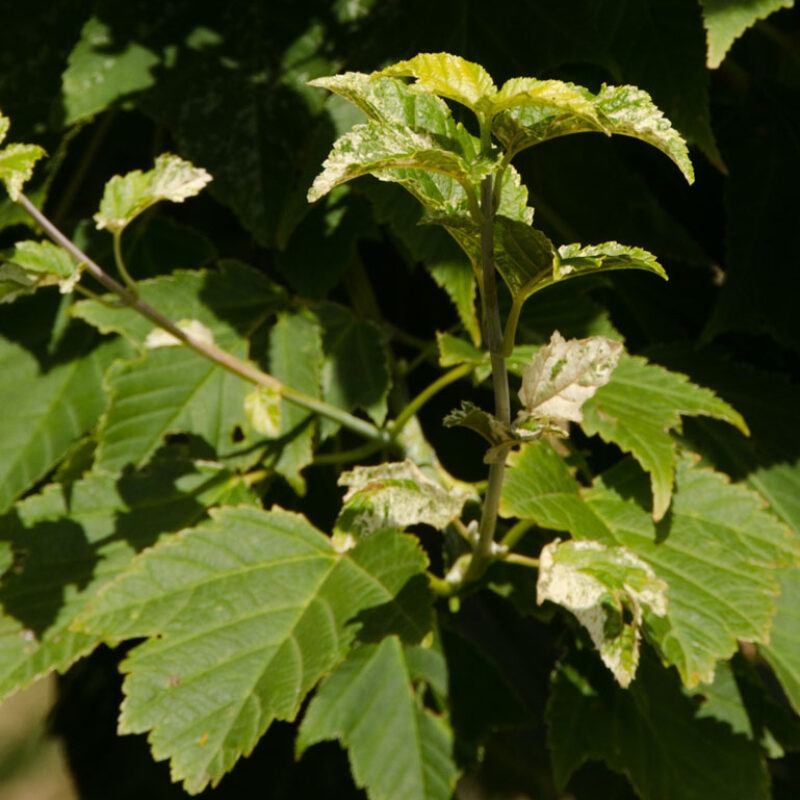 Acer rufinerve 'Albolimbatum'