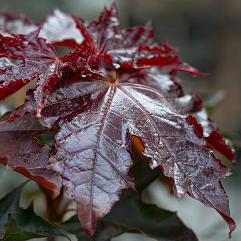 Acer platanoides ‘Royal Red’