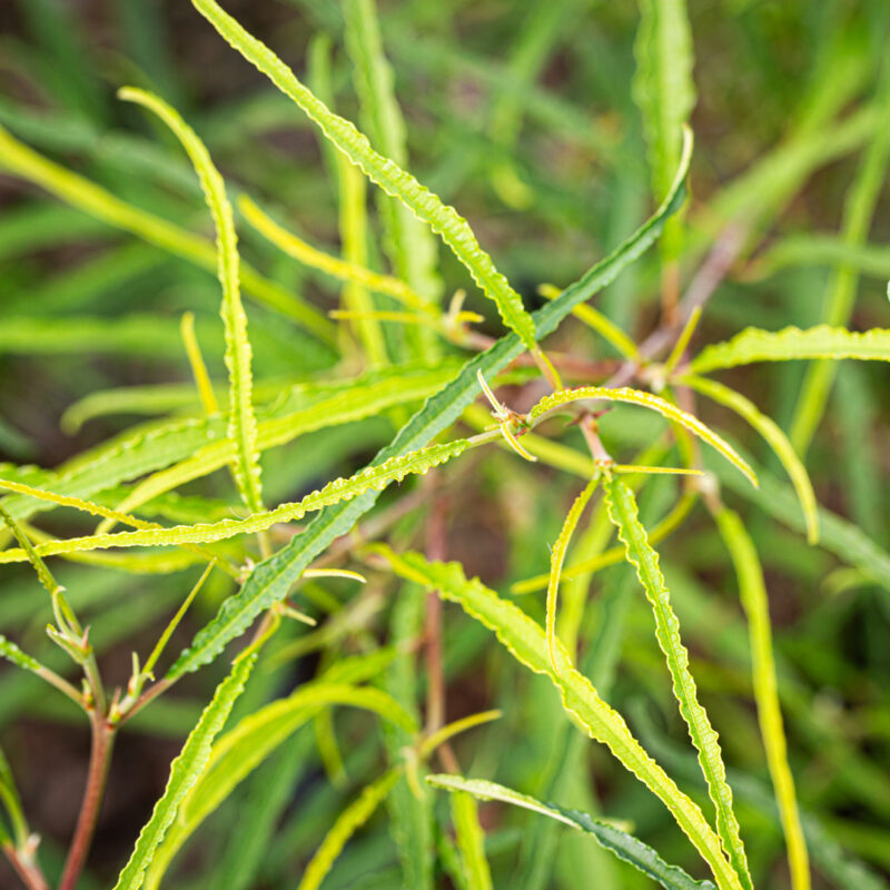 Rhamnus frangula 'Asplenifolia'