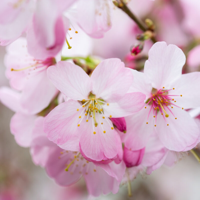 Prunus 'Tom' | Flowering Cherry Tree | Frank P Matthews