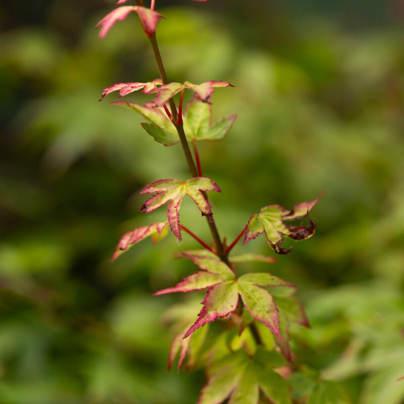 Acer palmatum 'Little Princess'