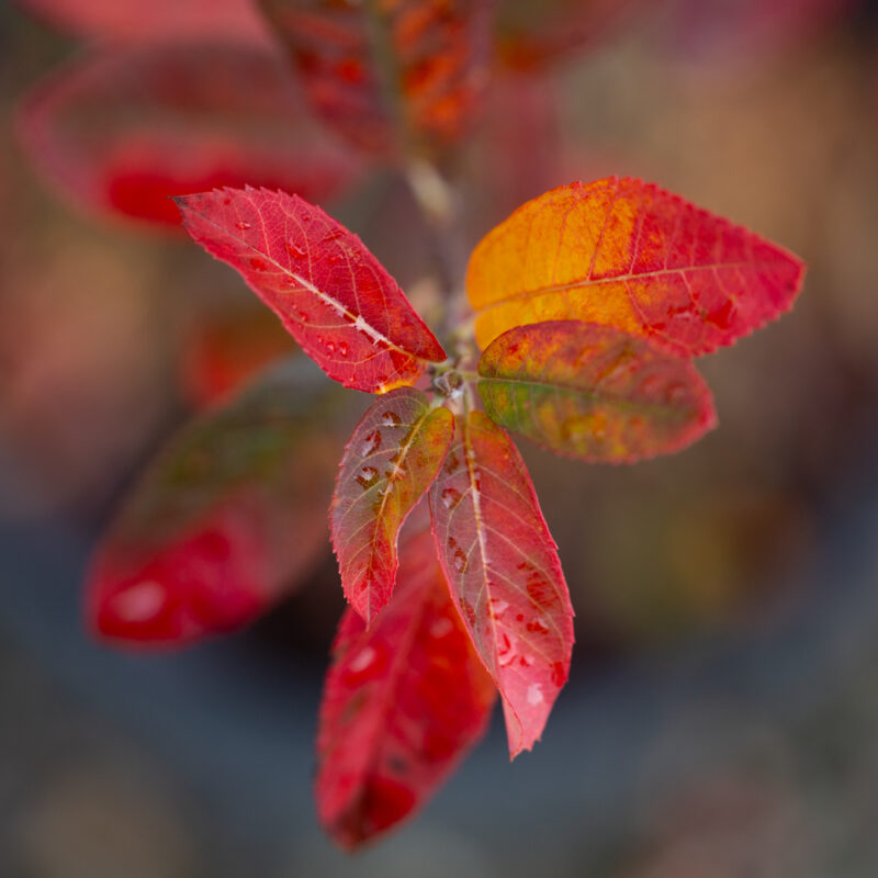 Amelanchier canadensis 'October Flame'