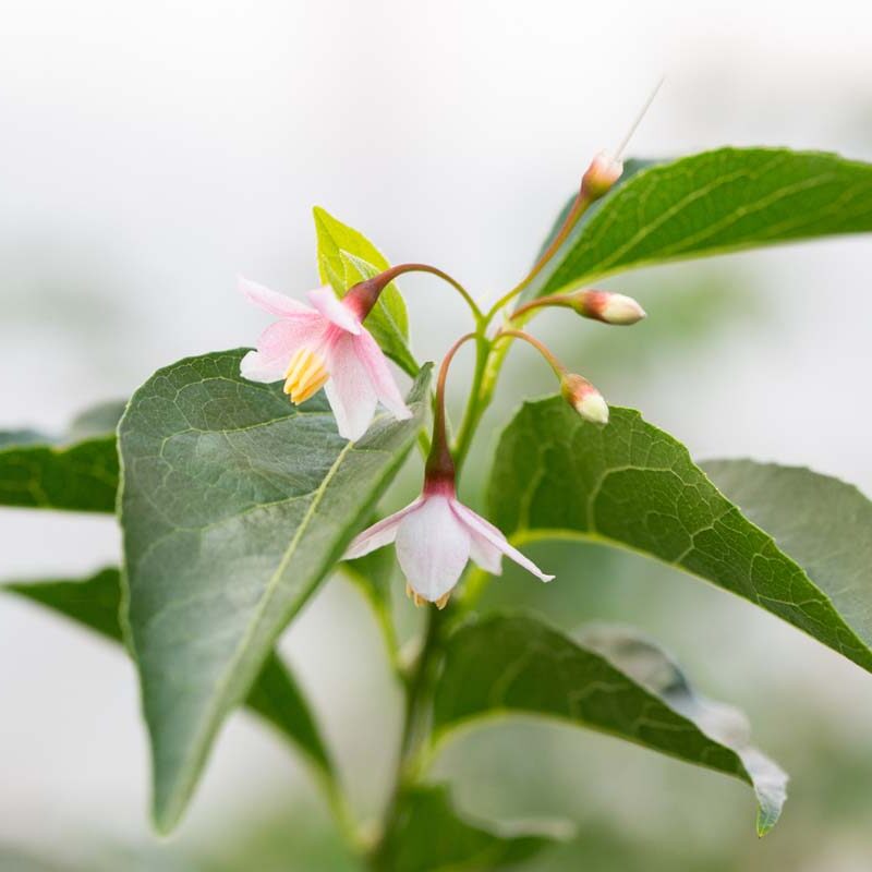 Styrax japonicus