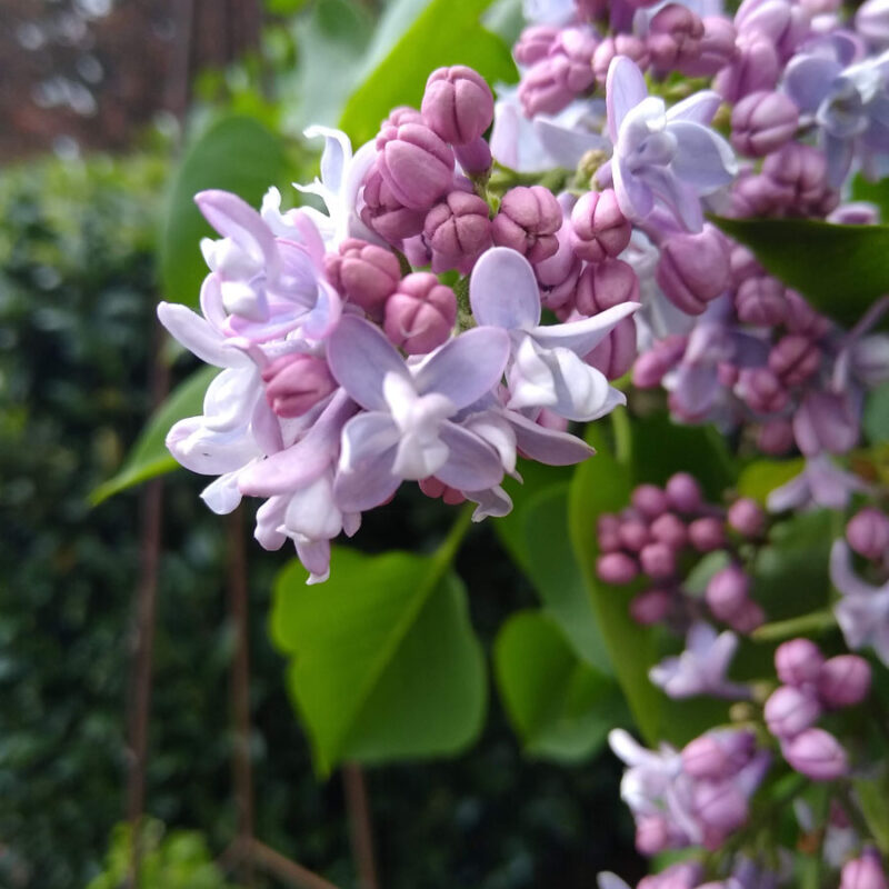 Syringa vulgaris 'Carpe Diem'®