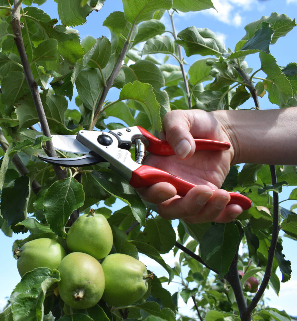 Produce fruit