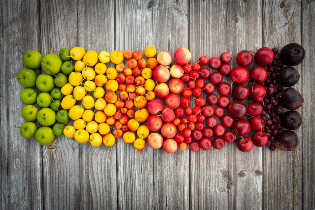 A collection of crab apples to illustrate their amazing range of beautiful colours