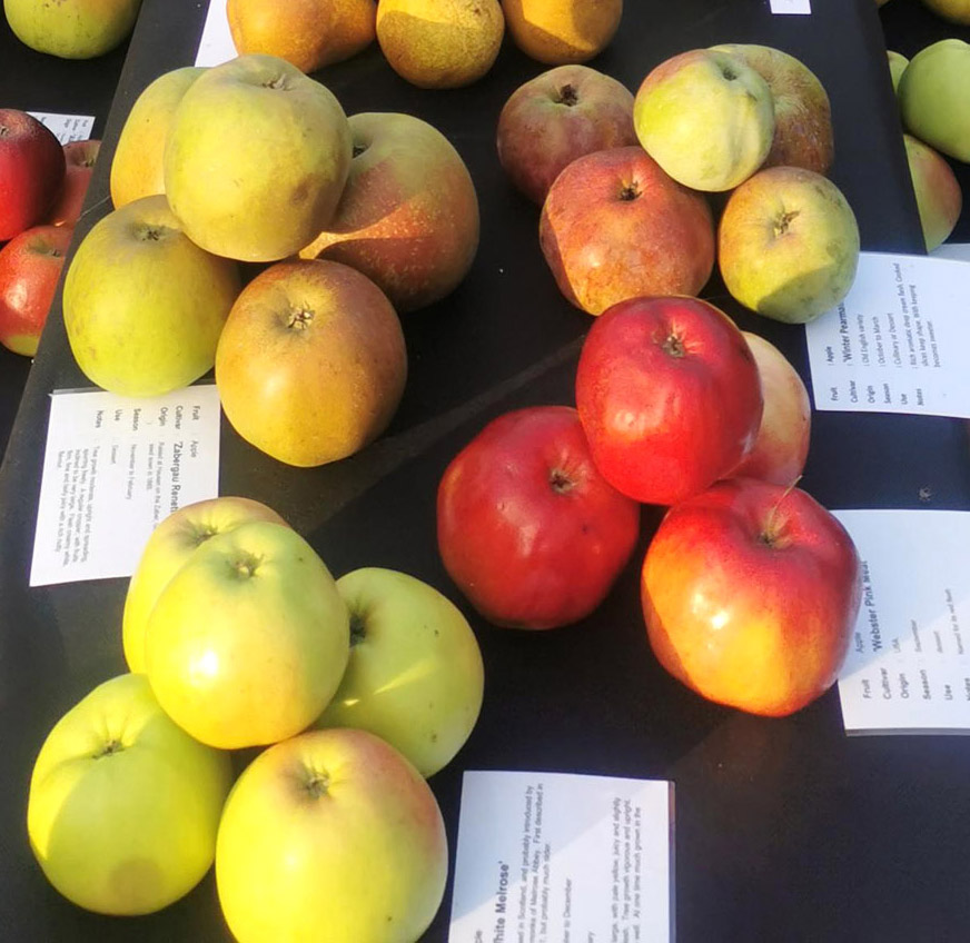 Apple Display in Tree Shop | Frank P Matthews
