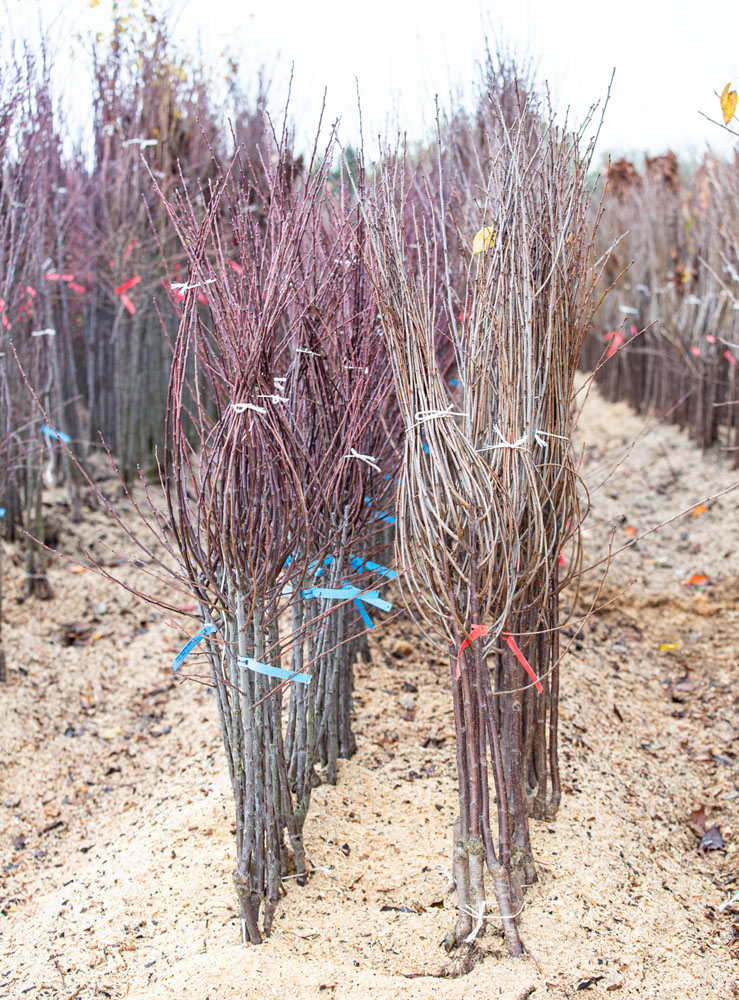 Bare root trees heeled in