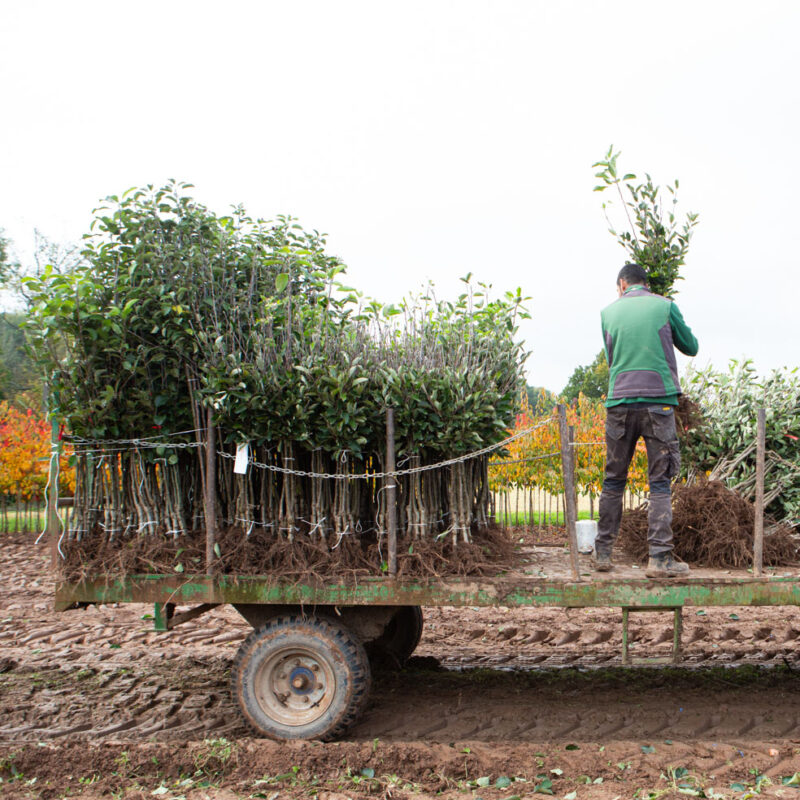 We’ve started lifting bare root trees! | Frank P Matthews