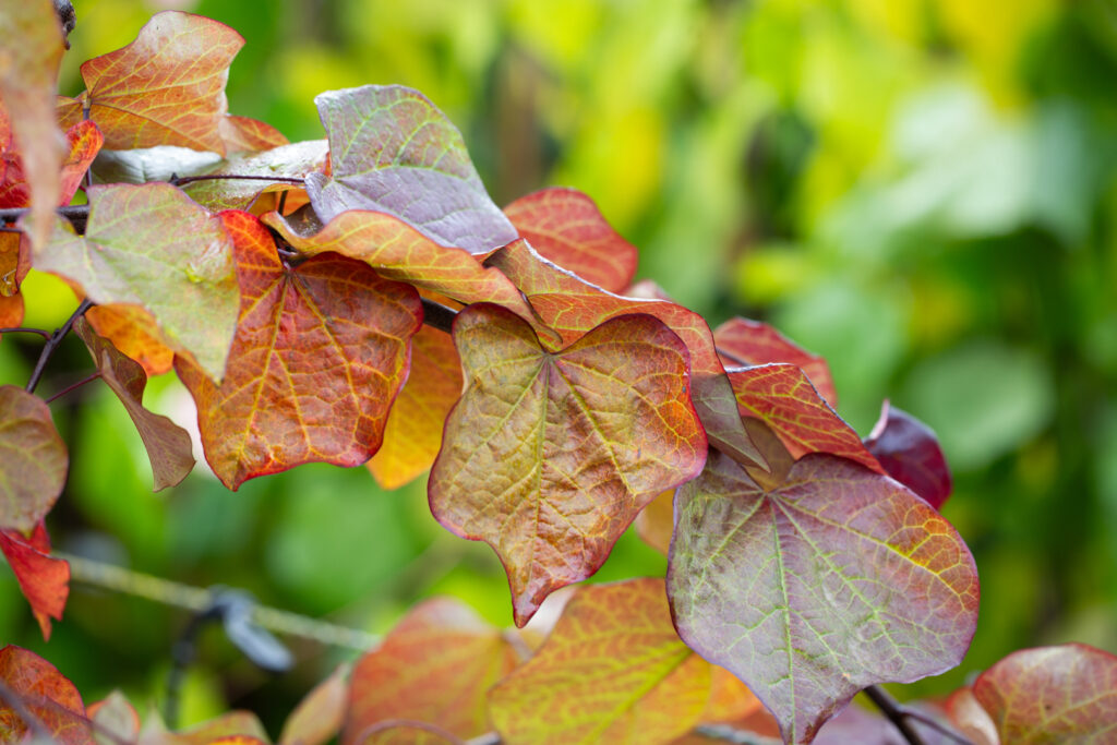 Cercis Autumn colour