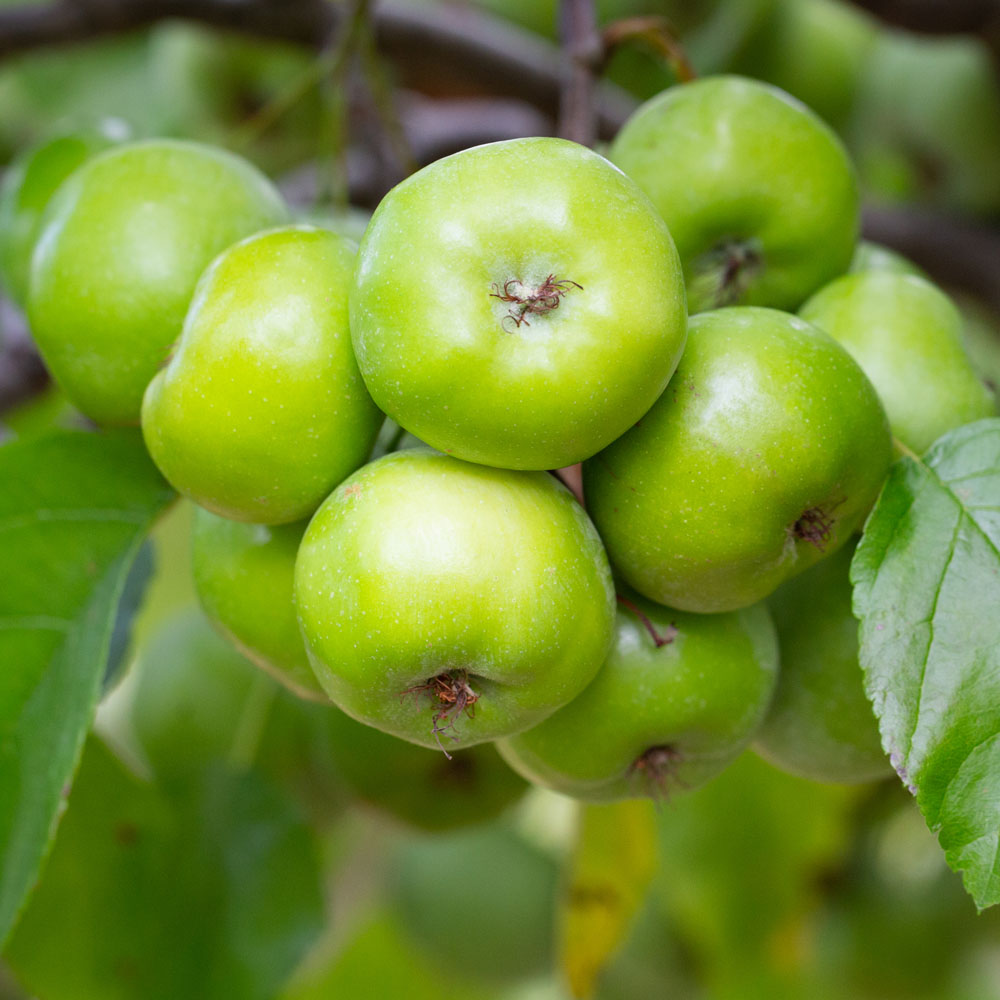 Malus Elk River Crab Apple