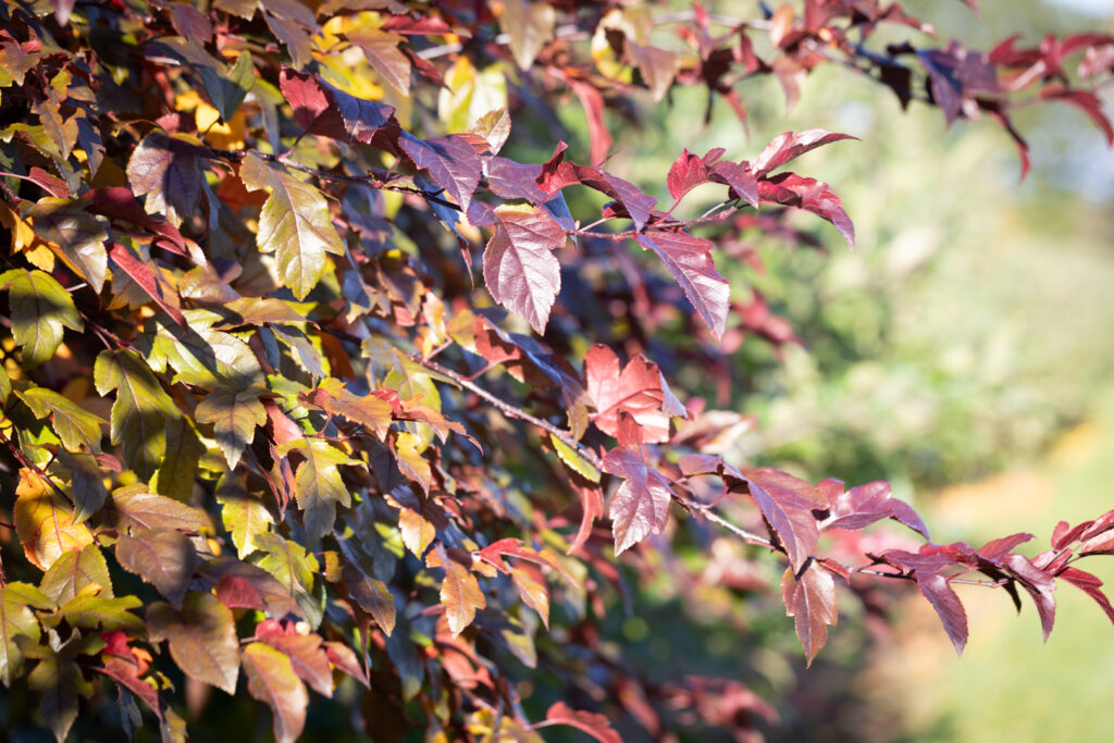 Crab apple autumn colour