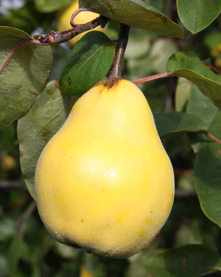 Quince Vranja