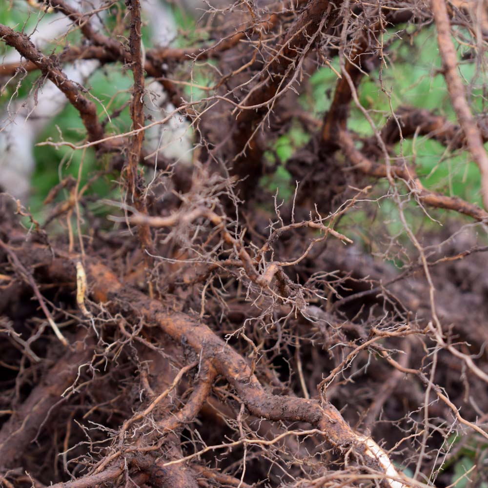 Bare root trees