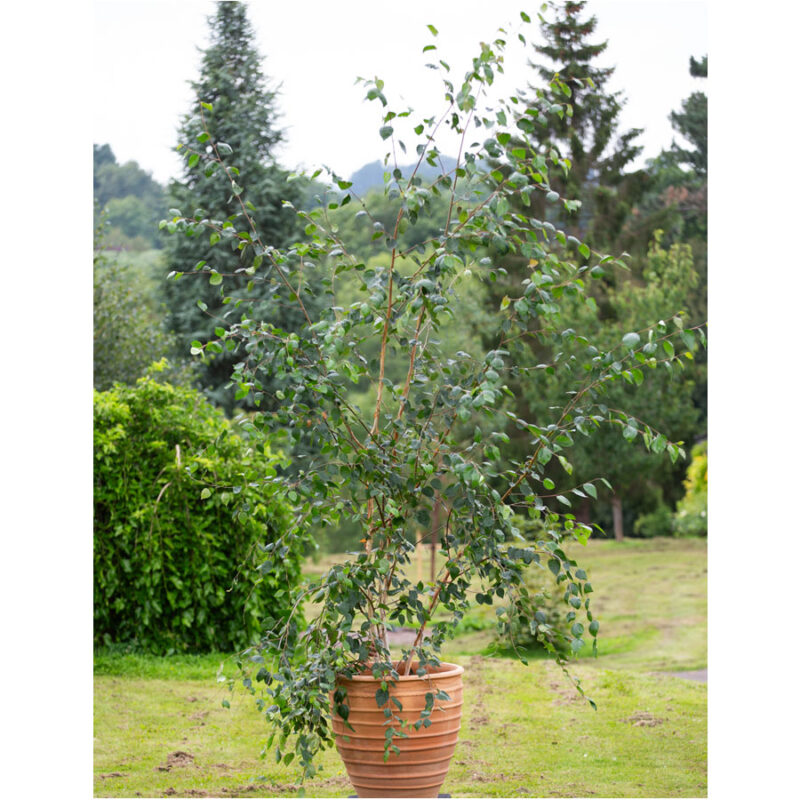 Multi stem specimen trees