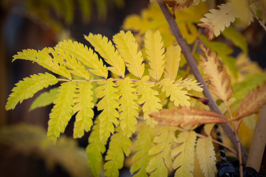 Sorbus leaves