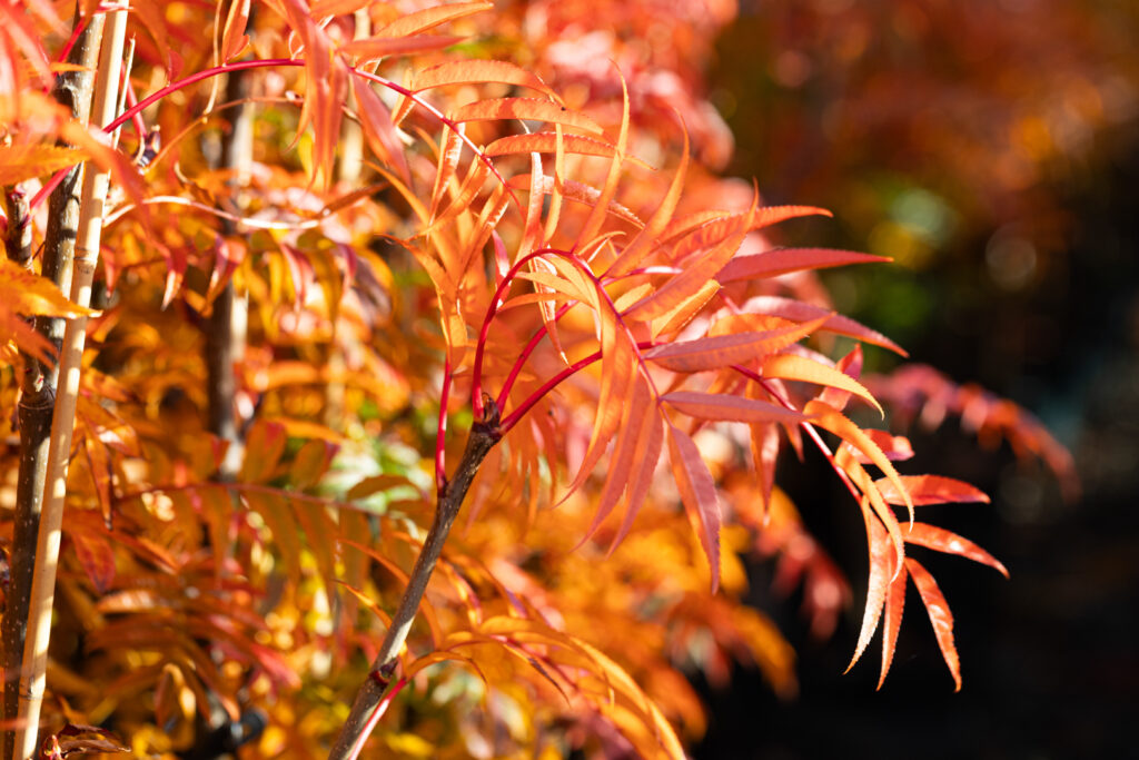 Rowan autumn colour