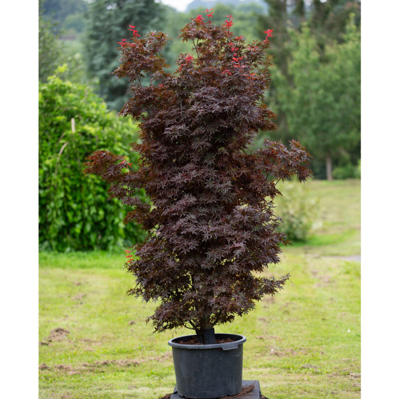 Acer palmatum specimen trees