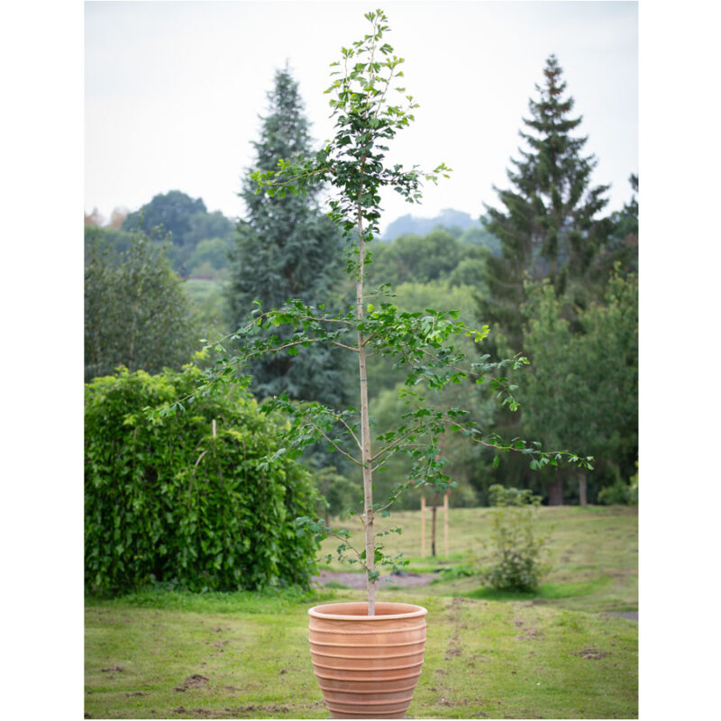 Ginkgo Specimen tree