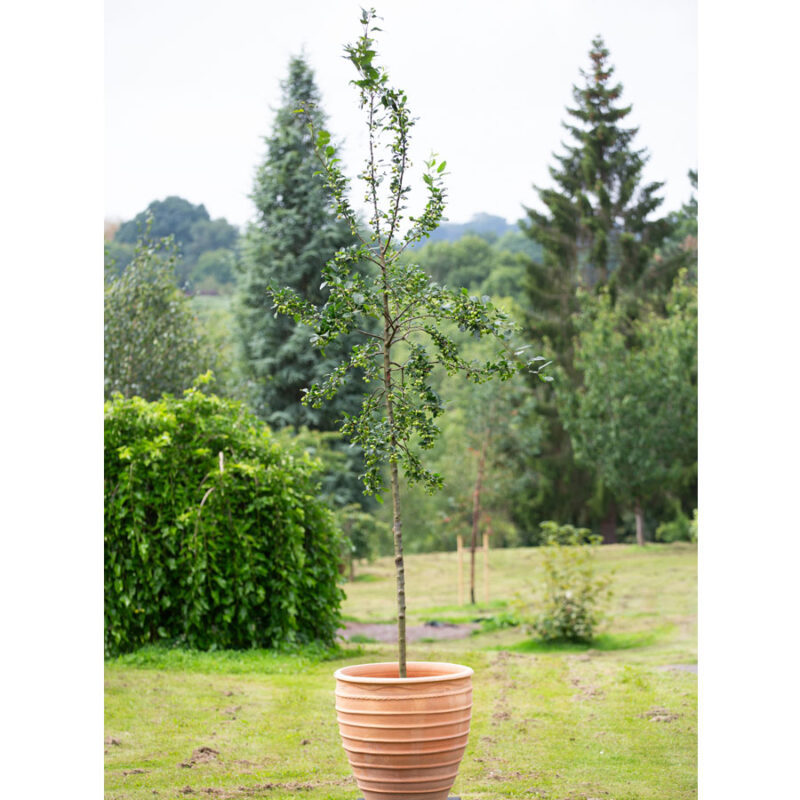 Malus Specimen tree