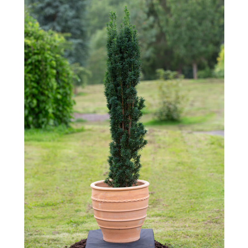 evergreen specimen trees