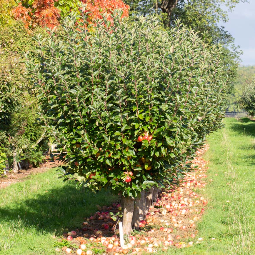 produce fruit