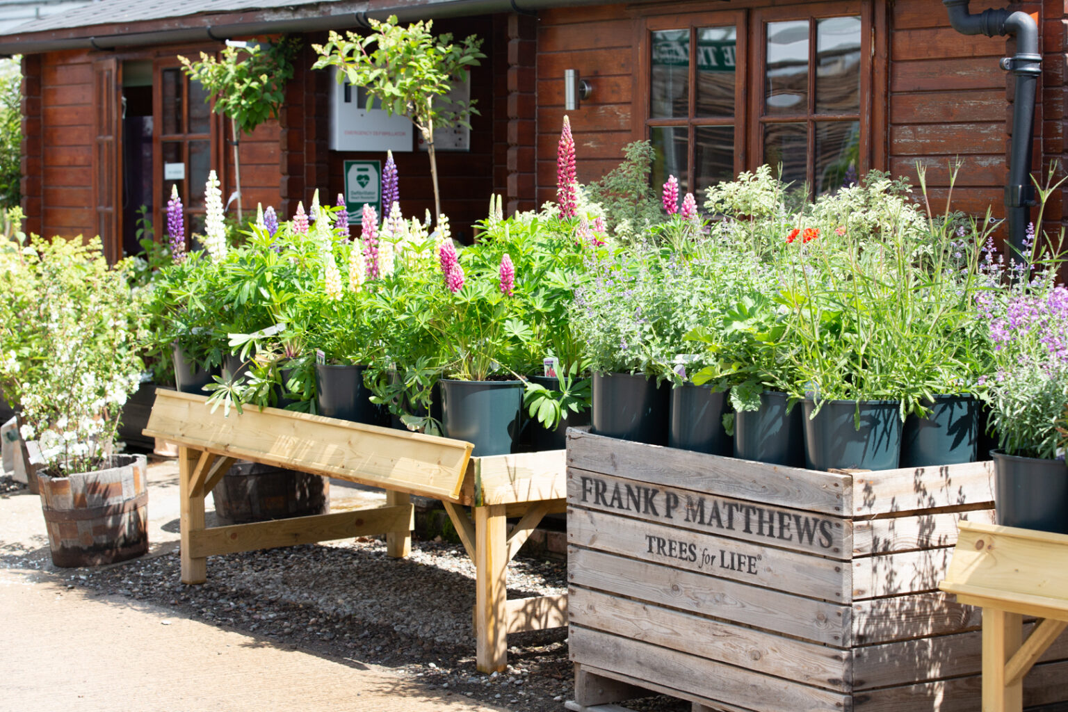 Visiting the Tree Shop | Frank P Matthews | Buy Your Trees Here