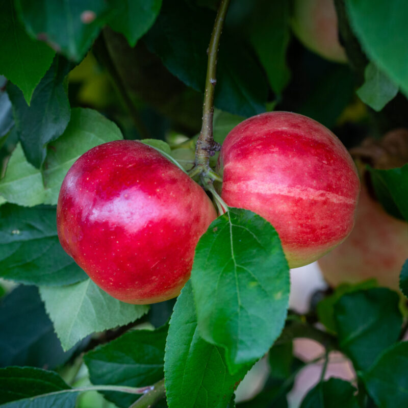Apple Scrumptious