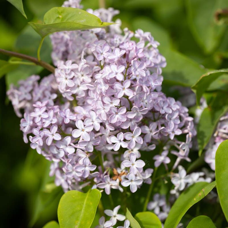 Syringa 'Amethyst'