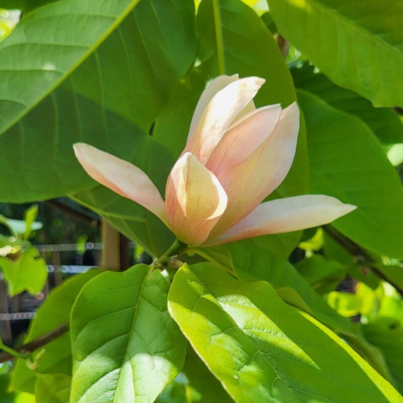 Magnolia 'Royal Splendour'