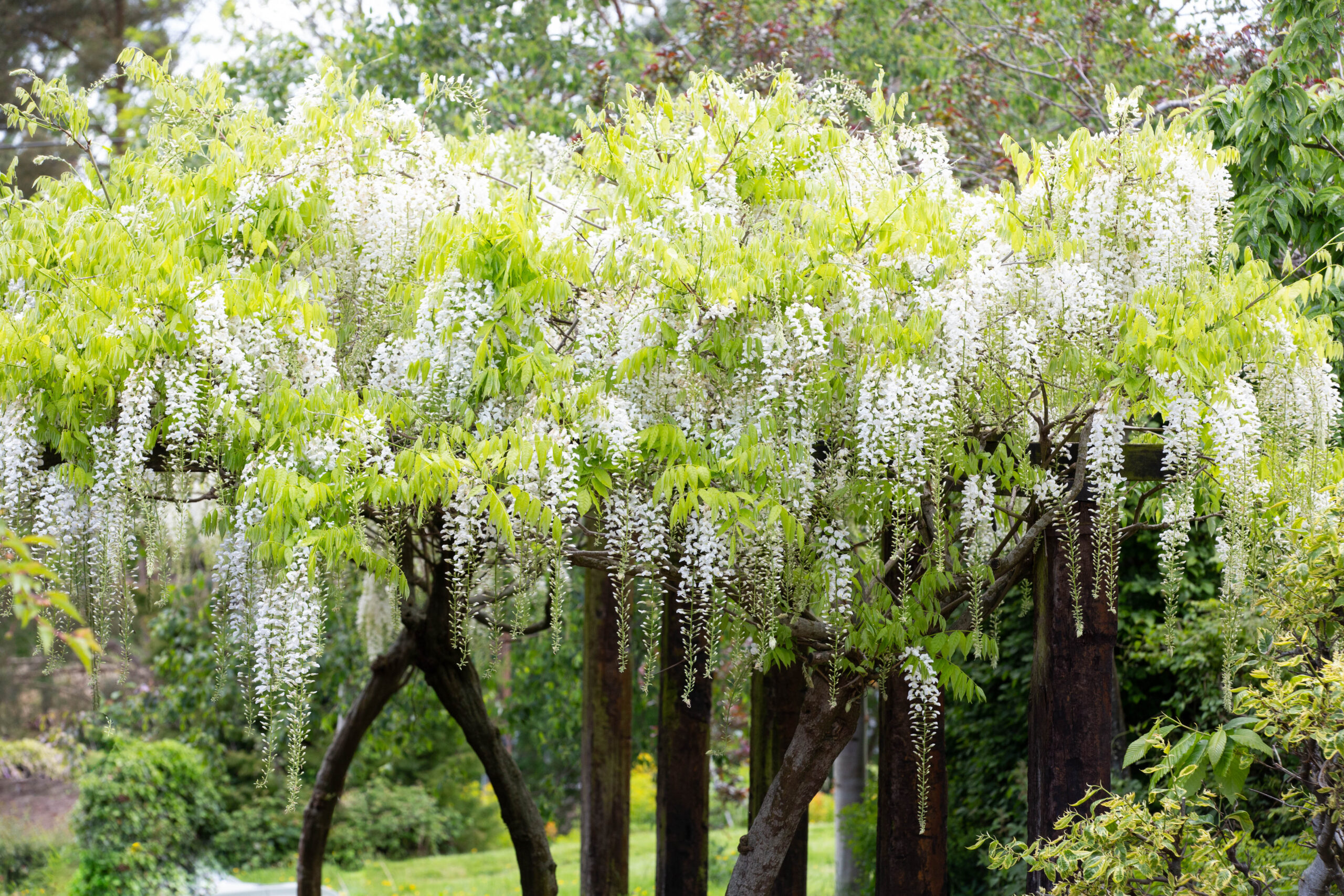 How to Make a Wisteria Flower: A Comprehensive Guide | Frank P Matthews