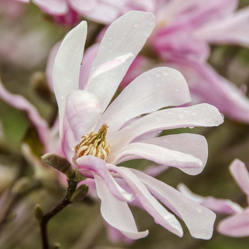 Magnolia 'Leonard Messel'