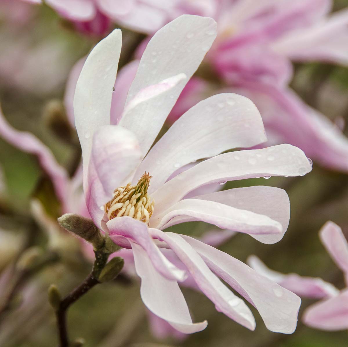 Magnoliarose Leonard Messel Magnolia - J. Frank Schmidt & Son Co.